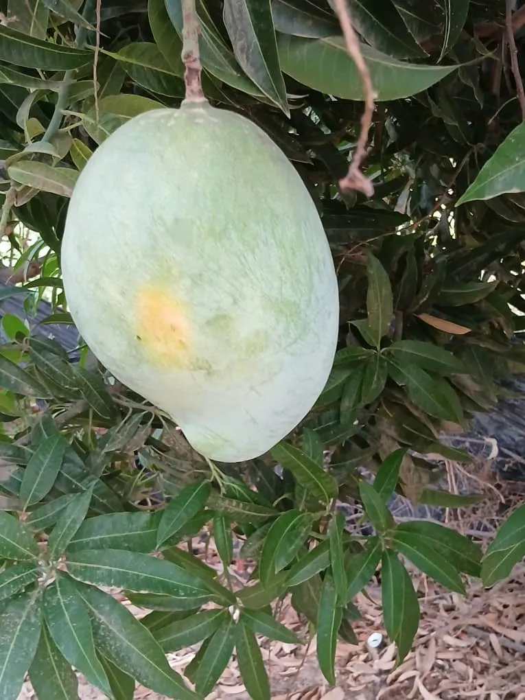 Verger de la ferme Tamassine, agrumes sur l'arbre