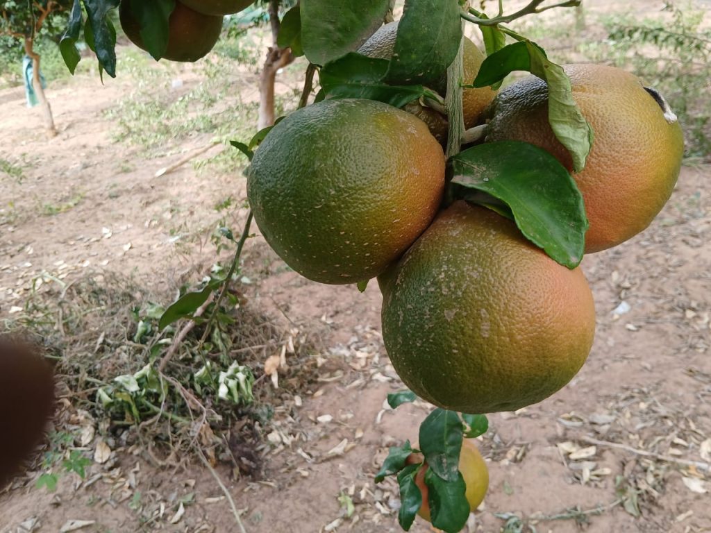 WhatsApp Image 2026-04-01 at 14.30.16