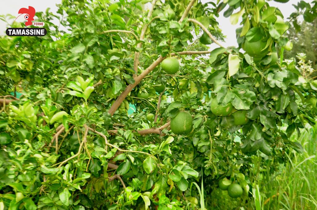TAMASSINE a reçu la visite du Bureau de Mise à Niveau (BMN), l’institution chargée d’exécuter et de suivre les plans de mise à niveau des entreprises.