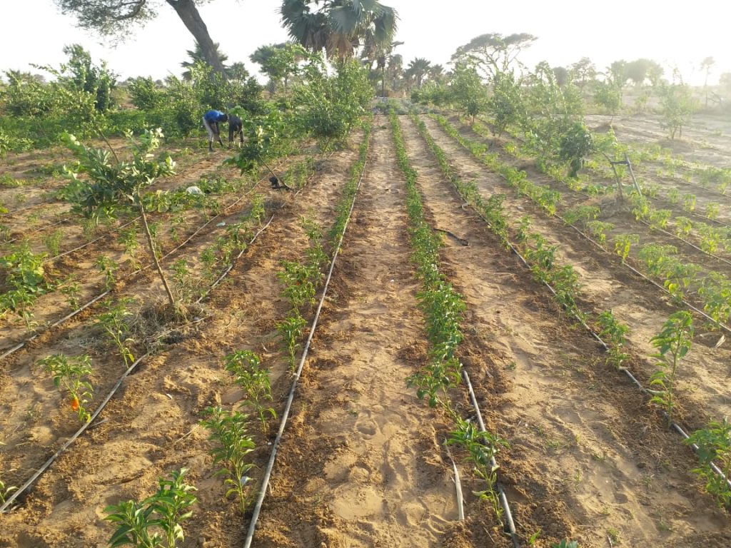 WhatsApp Image 2026-04-02 at 17.50.45