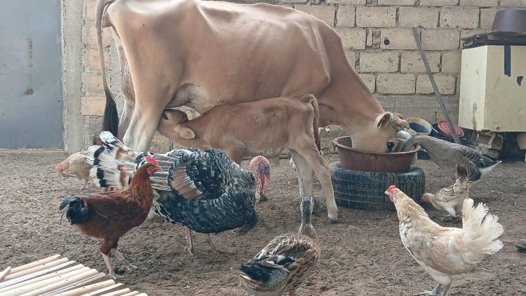 WhatsApp Image 2026-04-08 at 12.47.49